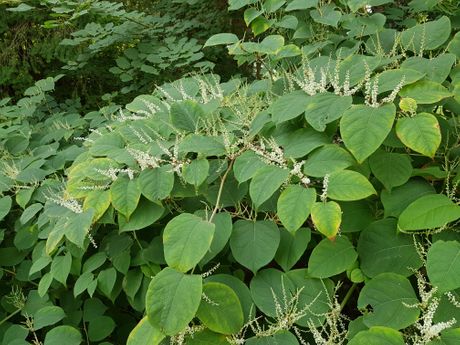 Japanski dvornik , Reynoutria japonica Japanski dvornik , Reynoutria japonica