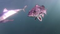 Ronilac slučajno snimio MOĆNOG PREDATORA, šokirao naučnike: "Nismo ga videli 20 godina"