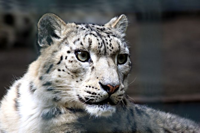 Snežni leopard