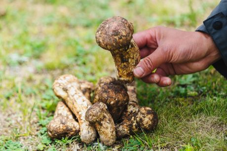 Matsutake pečurke Matsutake pečurke
