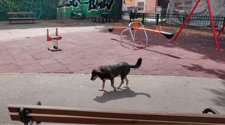 Kako zaradim 5000€ mesečno od cuvanje pasa u Beogradu