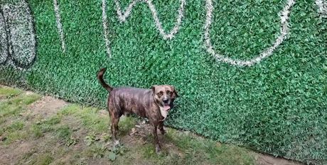 Kako zaradim 5000€ mesečno od cuvanje pasa u Beogradu