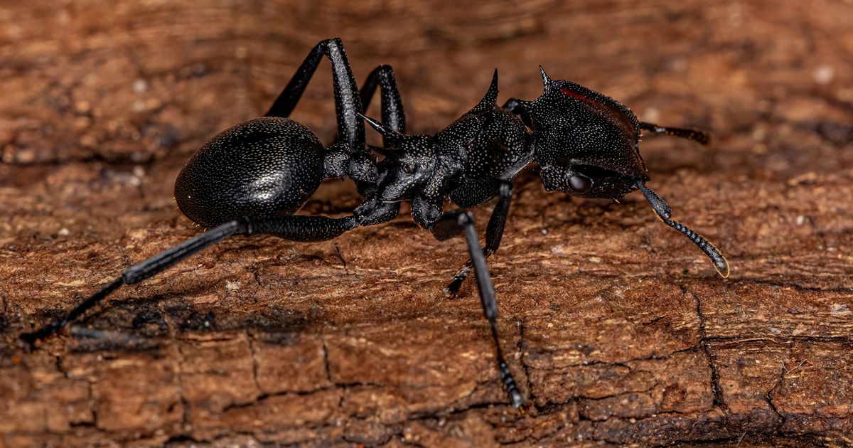 DANGEROUS ANT SPECIES APPEARS IN EUROPE: Their sting can KILL YOU