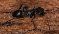 Pojavila se OPASNA VRSTA MRAVA u Evropi: Njihov ubod može da vas UBIJE