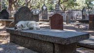 Pas danima leži na grobu vlasnice u nadi da će je ponovo ugledati: Ovaj snimak je svima slomio srce