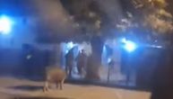 Nesvakidašnji prizor u Novom Slankamenu: Prošetala ulicom kao gospođa, građani trljali oči u neverici