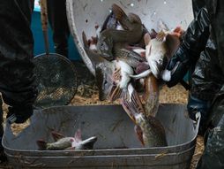 Pecanje, ribar, alas