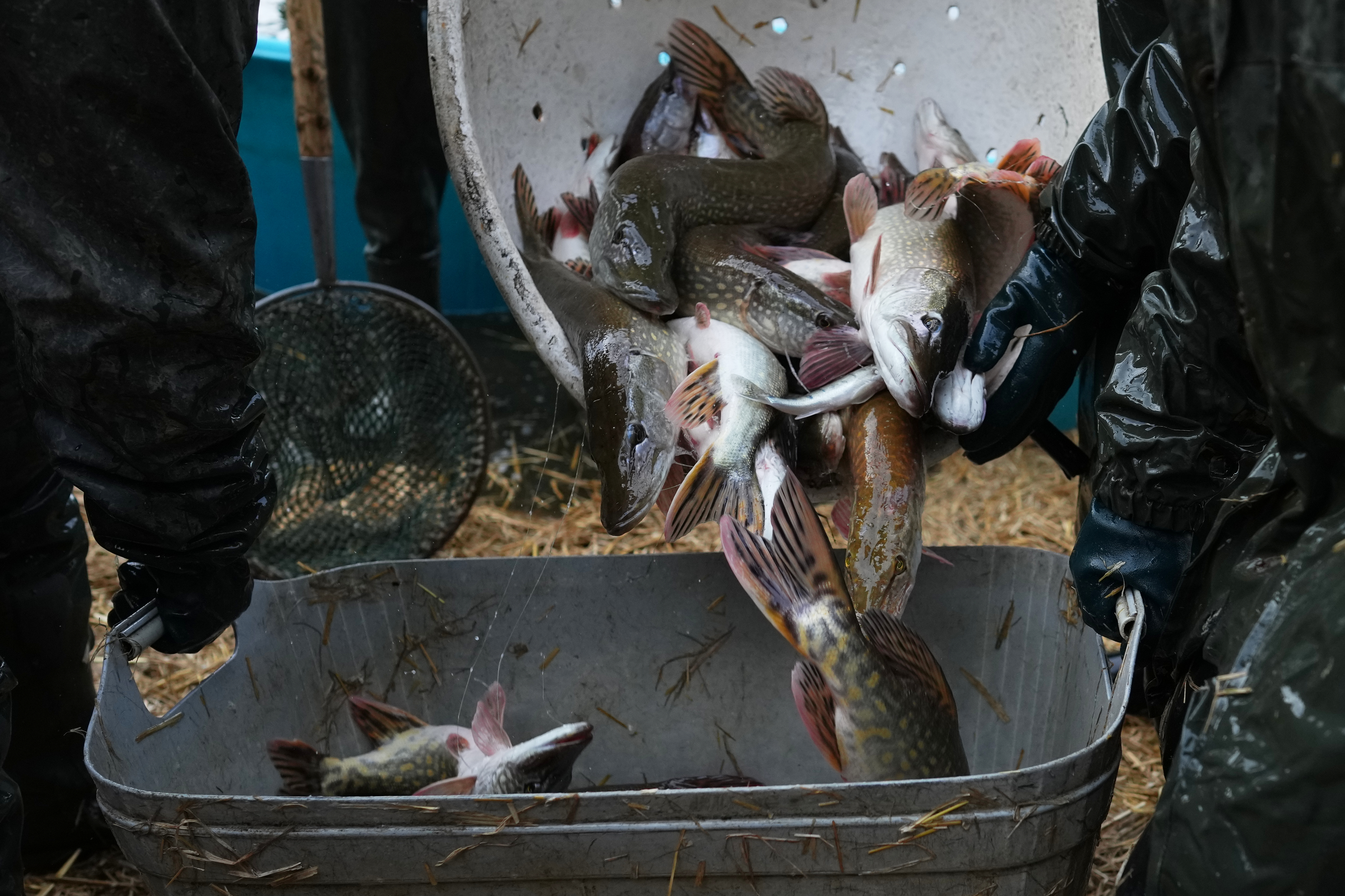 Stanje u srpskom ribarstvu sve lošije: Tek svaka četvrta riba na trpezi je iz Srbije, sve ostalo iz uvoza