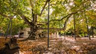 Jedan od najstarijih platana u Evropi nalazi se u Beogradu: Star je blizu 200 godina, čuvar naše istorije