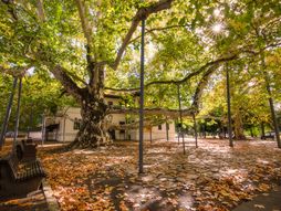 platan, Topčider, Topčiderski park, Beograd, Milošev konak