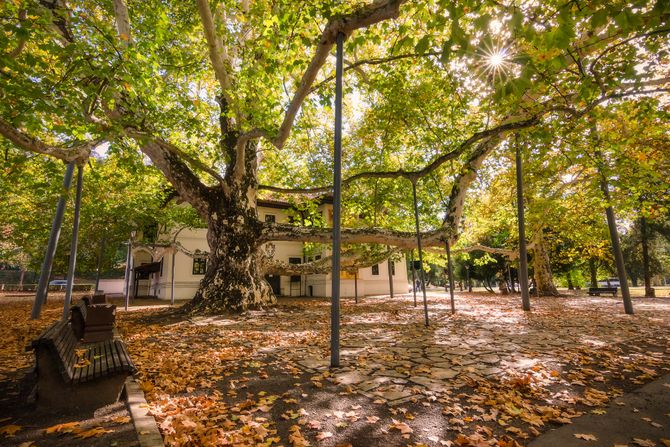 platan, Topčider, Topčiderski park, Beograd, Milošev konak platan, Topčider, Topčiderski park, Beograd, Milošev konak