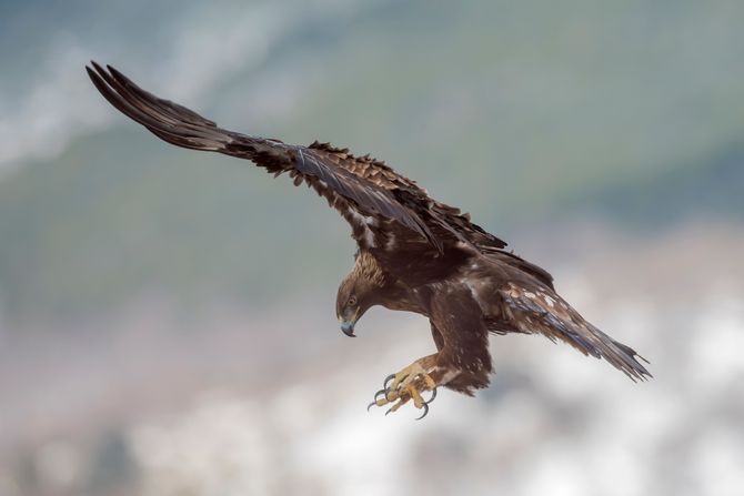 Suri ili zlatni orao, Golden eagle, Aquila chrysaetos Suri ili zlatni orao, Golden eagle, Aquila chrysaetos