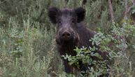 "Opasne su samo ako...": Divlja svinja snimljena kako tumara ulicama Zemuna