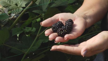 Iako je oktobar berači malina i kupina imaju pune ruke posla