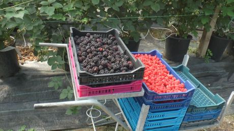 Iako je oktobar berači malina i kupina imaju pune ruke posla