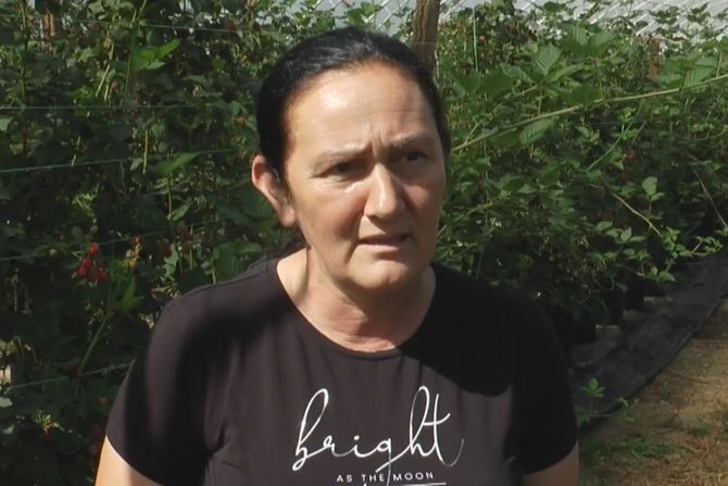 Iako je oktobar berači malina i kupina imaju pune ruke posla Iako je oktobar berači malina i kupina imaju pune ruke posla