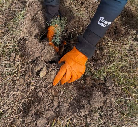Zasađeno 2.000 sadnica crnog bora, Zlatibor