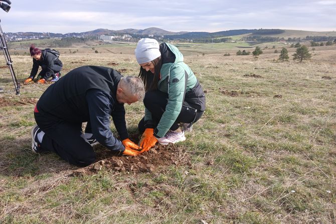 Zasađeno 2.000 sadnica crnog bora, Zlatibor