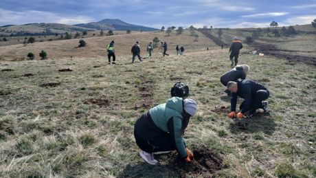 Zasađeno 2.000 sadnica crnog bora, Zlatibor