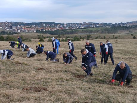 Zasađeno 2.000 sadnica crnog bora, Zlatibor