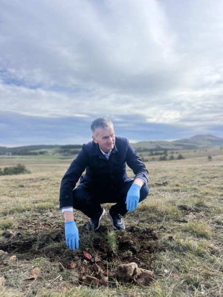 Zasađeno 2.000 sadnica crnog bora, Zlatibor