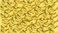 Ako imate visok IQ, videćete je odmah: Gde se sakrila životinja među bananama?