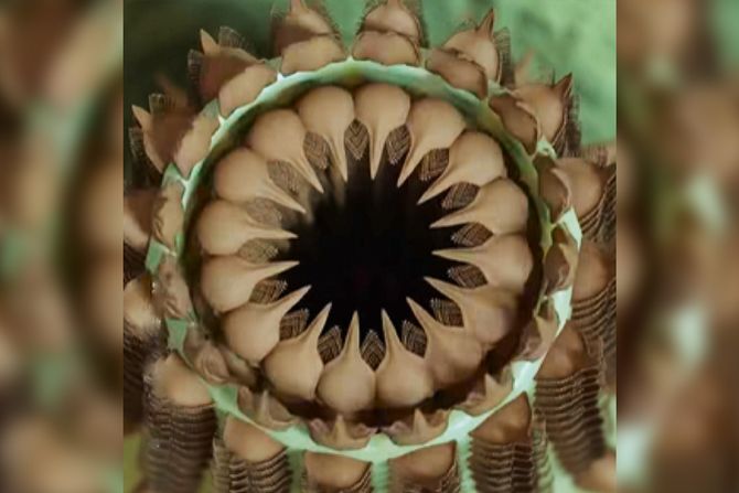 fossil