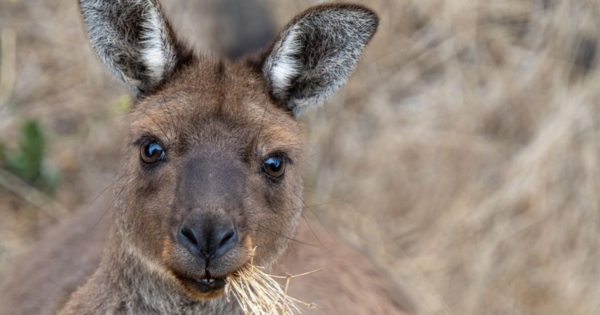 It is unknown how he got to Serbia, his owner left him here and moved on: Kangaroo Dragan is now a favorite in Niš
