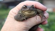 "NE LIŽITE ŽABE!" Nakon Australije i SAD, opasan trend stigao u Evropu: Evo šta se krije iza svega