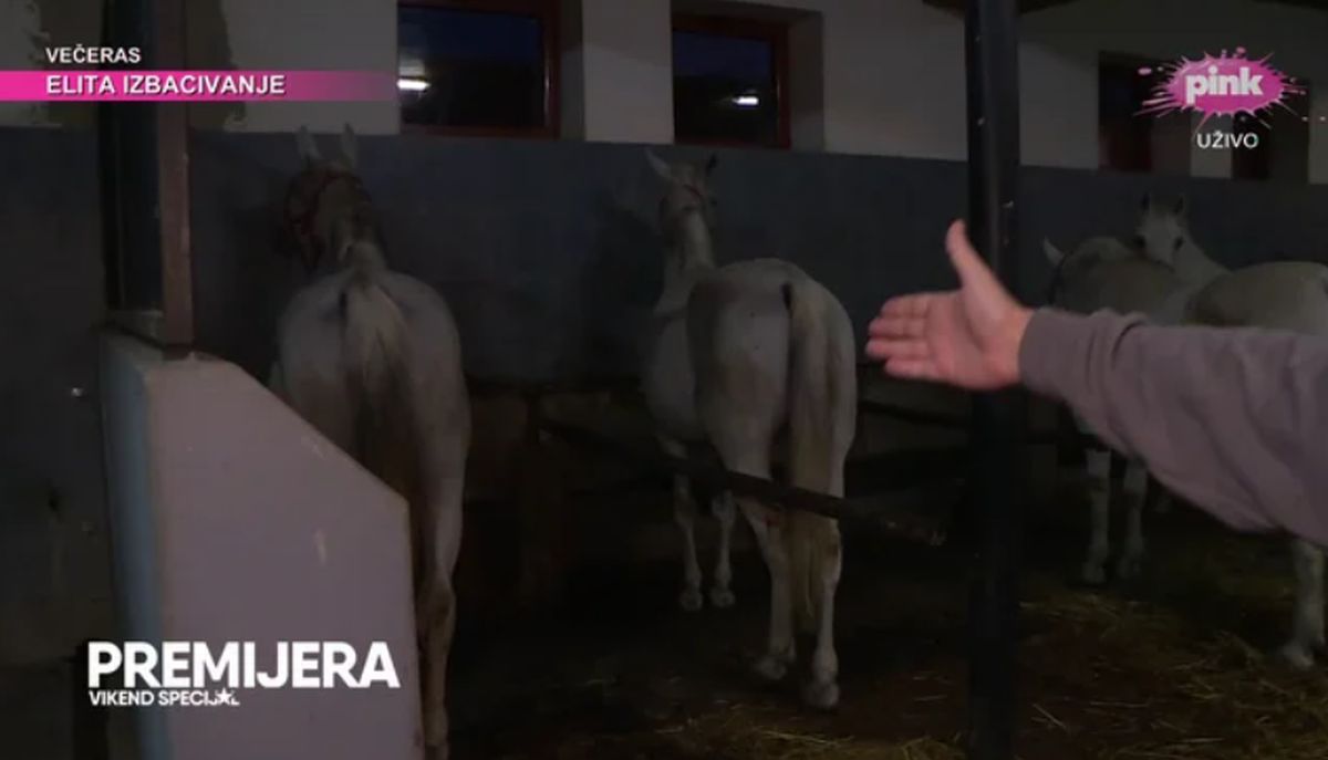 Gastoz kupio konja! Pobednik Elite 8 otkrio sve o saradnji sa pevačicom, pa pomenuo Anđelu "Izdržali smo..."