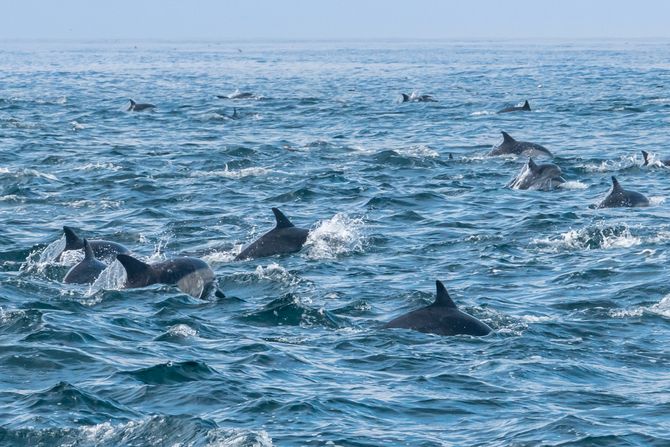 delfini delfini
