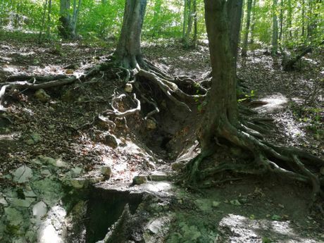 Homolje, Turistička organizacija Žagubica