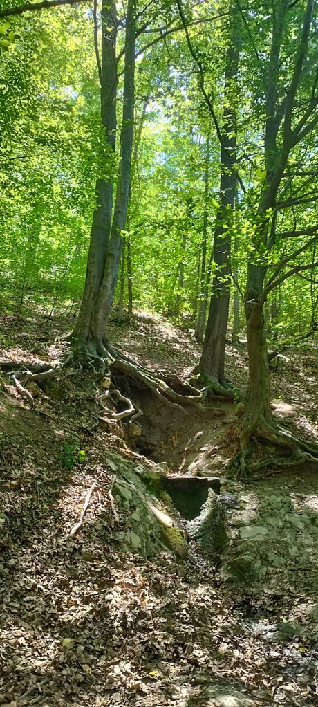 Homolje, Turistička organizacija Žagubica