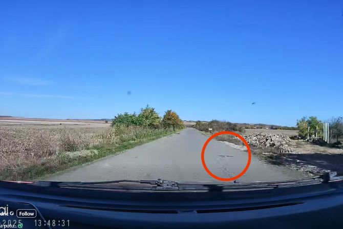 Zmija na putu, Berkasovo, Šid Zmija na putu, Berkasovo, Šid