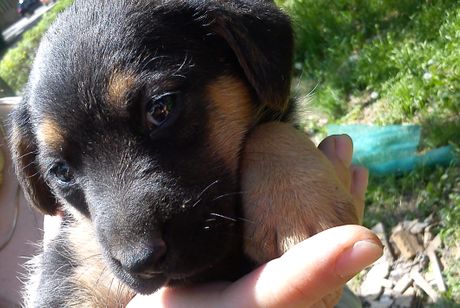 Štenci posuti otrovom Novi Beograd Štenci posuti otrovom Novi Beograd