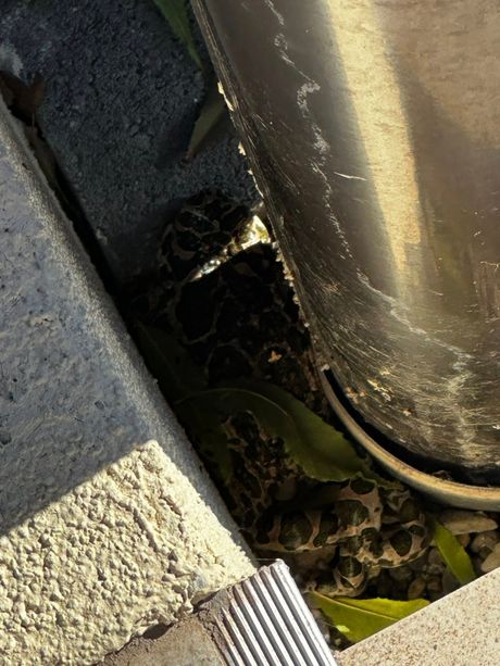 Zmija šarka u Čačku Zmija šarka u Čačku