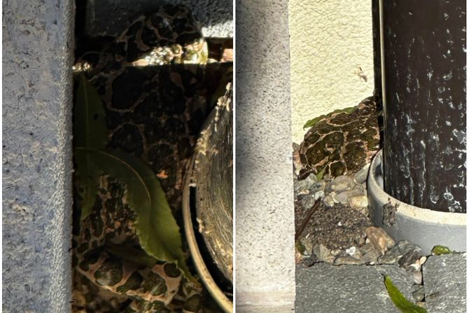 Zmija, šarka, Čačak Zmija, šarka, Čačak