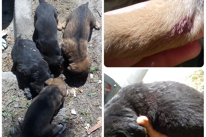 Štenci posuti otrovom Novi Beograd Štenci posuti otrovom Novi Beograd