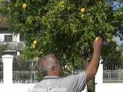 Limun, u Jelavu kod Loznice, porodica Aleksić