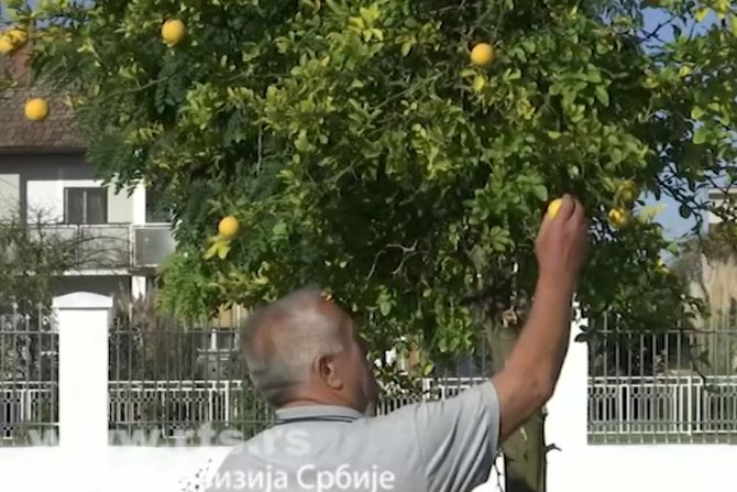 Limun, u Jelavu kod Loznice, porodica Aleksić Limun, u Jelavu kod Loznice, porodica Aleksić