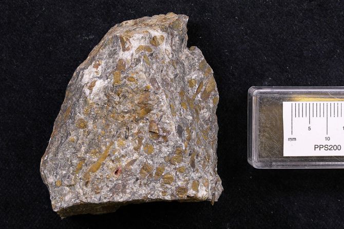 Salterella Salterella