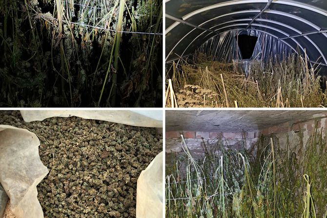 Dacic Zaplena 356 kg marihuane Dacic Zaplena 356 kg marihuane