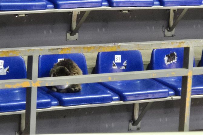 Mačka Ljubica Mačka Ljubica