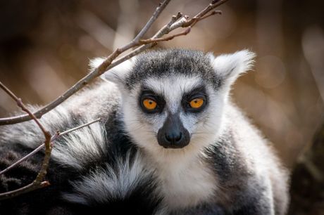 Lemur