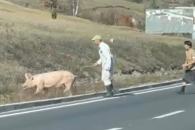 Svinja Zlatibor Svinja Zlatibor