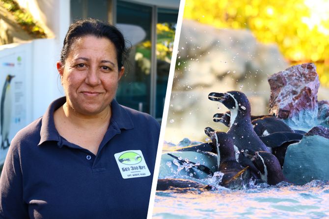 Alma Ganijovski Jović