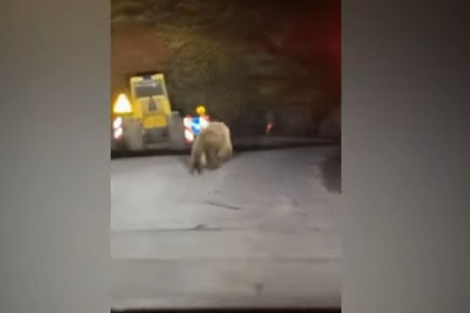 Medved, Ivanjica Medved, Ivanjica