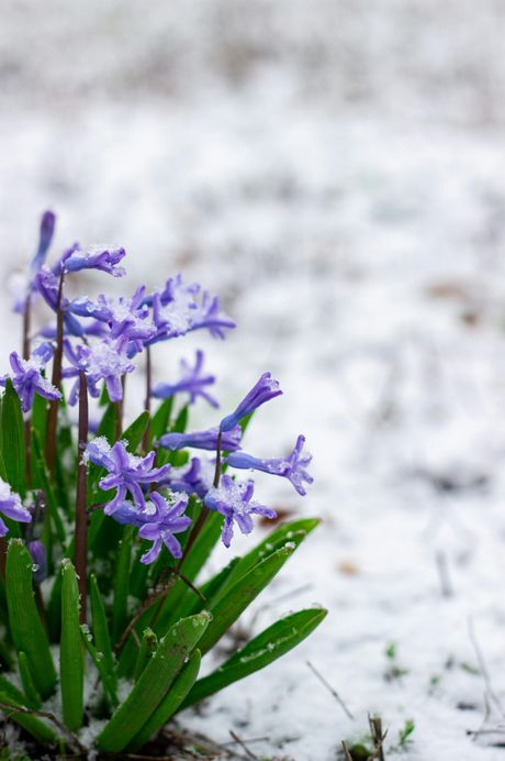 cveće, cvet cveće, cvet