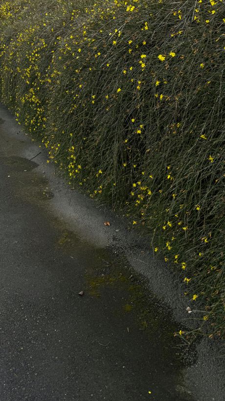 Winter Jasmine, cveće, cvet Winter Jasmine, cveće, cvet