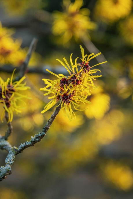 Hamamelis, cveće, cvet Hamamelis, cveće, cvet